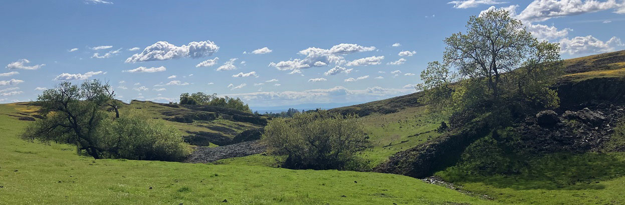 rolling hills with oaks and blue sky